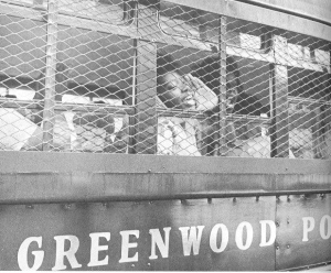 A photograph of protestors in Greenwood being carted to jail on a bus, 1963, crmvet.org